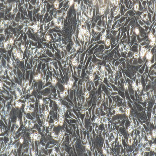 MLE-12 小鼠肺上皮细胞