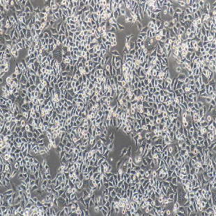 LTPA 小鼠胰腺癌细胞