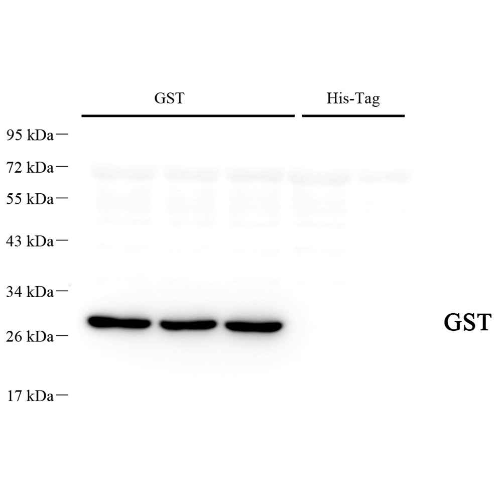 Anti -GST Tag Mouse mAb