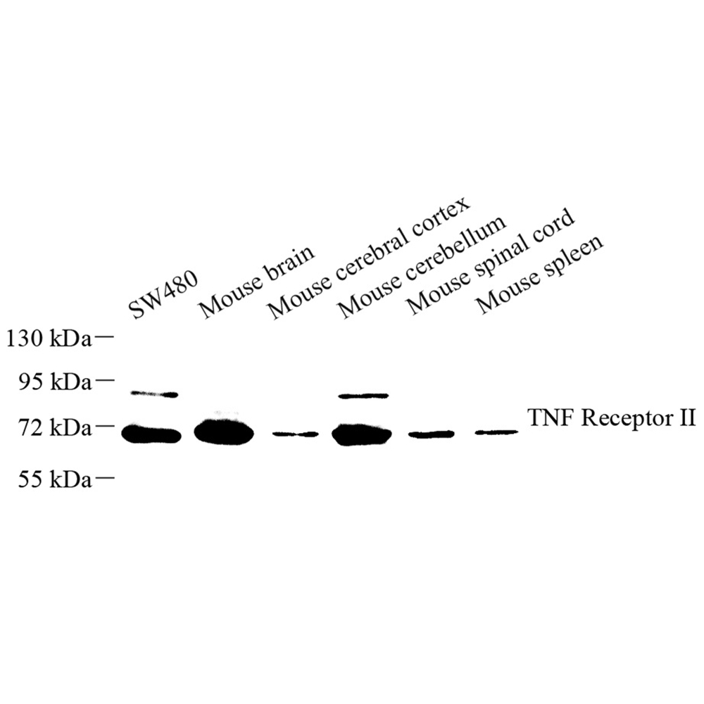 Anti -TNF Receptor II Rabbit pAb