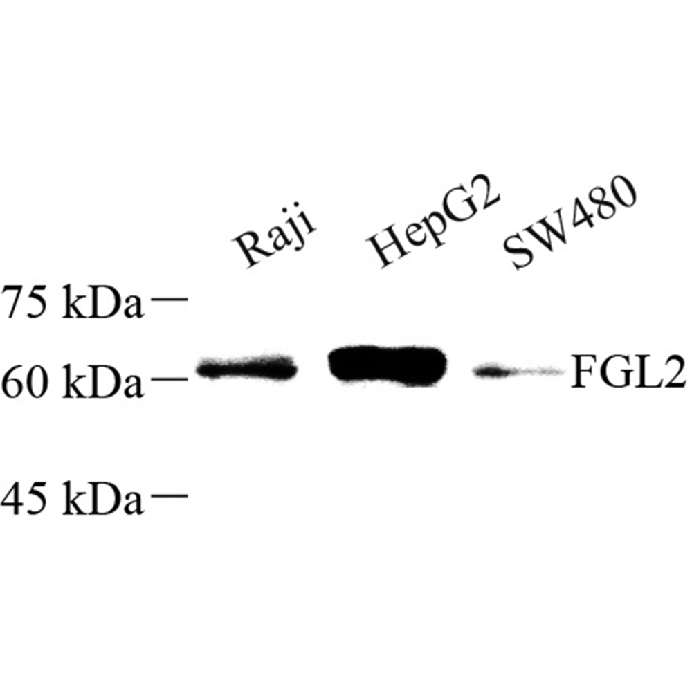 Anti -FGL2/Prothrombinase Rabbit pAb