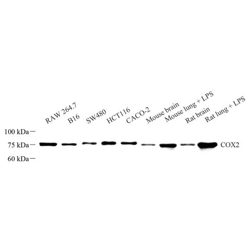 Anti -COX2 / Cyclooxygenase 2 Rabbit pAb