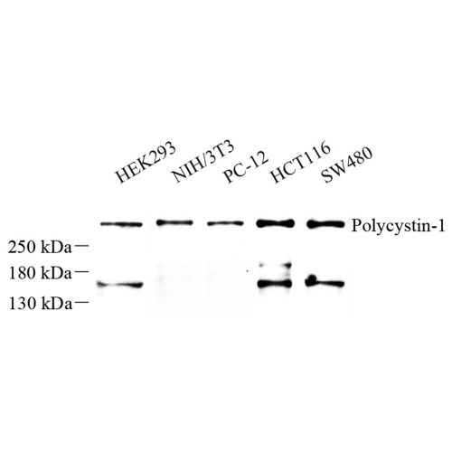 Anti -Polycystin 1/PC1 Rabbit pAb