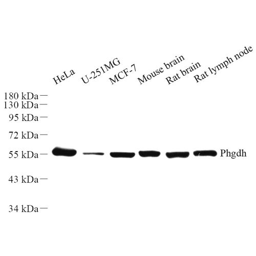 Anti -PHGDH/Malate dehydrogenase Rabbit pAb