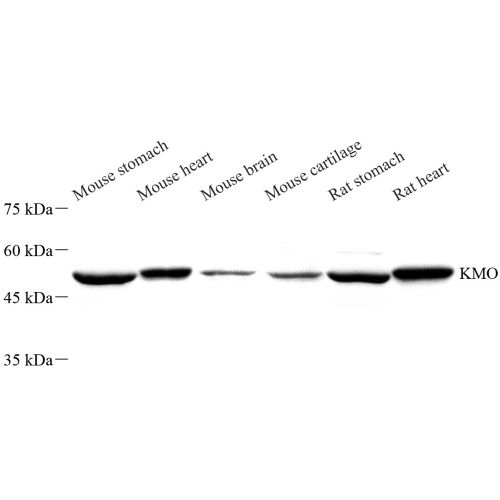 Anti -kynurenine 3-monooxygenase Rabbit pAb