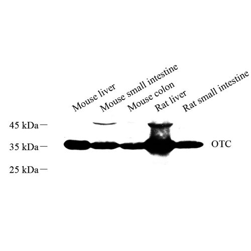 Anti -Ornithine Carbamoyltransferase/OTC Rabbit pAb