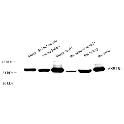 Anti -Aldose reductase Rabbit pAb