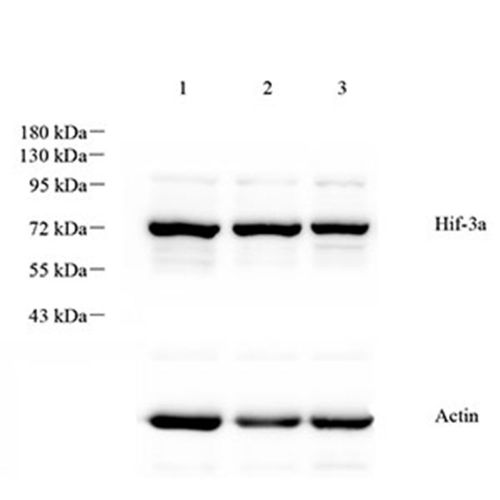Anti -HIF3 alpha/IPAS Rabbit pAb