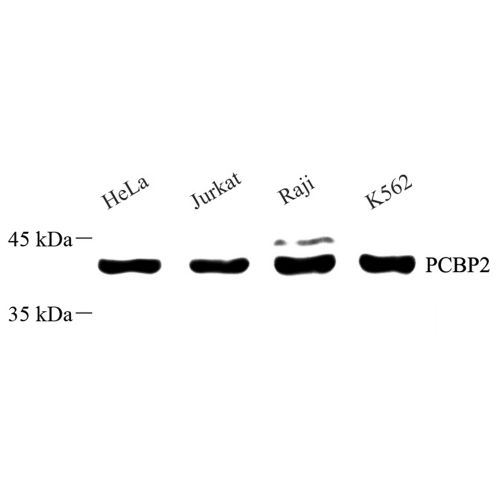 Anti -PCBP2/hnRNP E2 Rabbit pAb