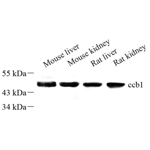 染色质修饰酶