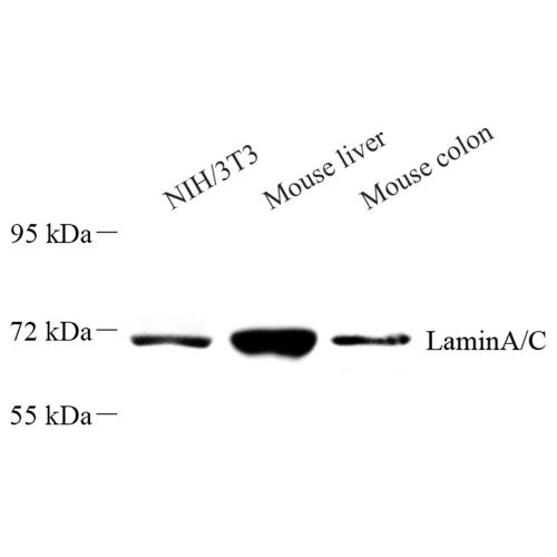 Anti -Lamin A + Lamin C Rabbit pAb
